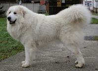 Pyrenean mountain dog, Verkaufe Pyrenaen Berghund