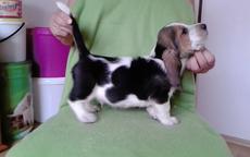 Basset hound - Basset Hound (163)