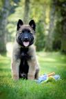 Belgian shepherd dog - tervueren - puppies FCI - Belgian Shepherd Dog (015)