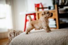 Lakeland terrier puppy - Lakeland Terrier (070)