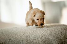 Lakeland terrier puppy - Lakeland Terrier (070)