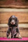 Picardy spaniel - Picardy Spaniel (108)