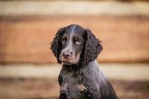 Picardy spaniel - Picardy Spaniel (108)