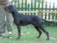 Polish Hountinh Dog (Gonczy Polski) Champion puppies for sale - Polish Hunting Dog (354)