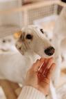 Beautiful Russian Wolfhound - Borzoi Puppies - Borzoi - Russian Hunting Sighthound (193)