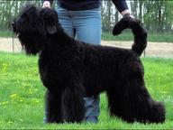 Black Russian Terrier Puppies - Russian Black Terrier (327)