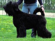 Black Russian Terrier Puppies - Russian Black Terrier (327)