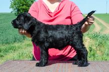 Puppies - Giant Schnauzer - Giant Schnauzer (181)