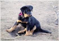 Beauceron - puppies - females - Beauceron (044)