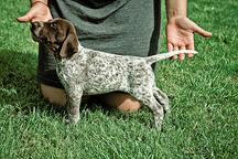 Beautiful German sorthaired pointer puppies