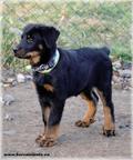 Beauceron - puppies - females - Beauceron (044)