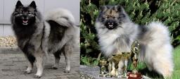 German Wolfspitz / Keeshond puppies with papers - German Spitz (097) German Wolfspitz / Keeshond puppies with papers - German Spitz (097)