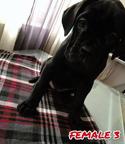 Cane Corso - Italian Corso Dog (343)