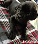 Cane Corso - Italian Corso Dog (343)