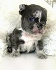 French bulldog puppies - French Bulldog (101)