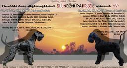 Giant schnauzer black welpen - Giant Schnauzer (181)
