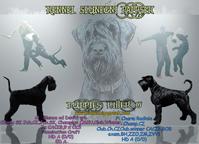 Knírač velký černý s PP-štěně - Giant Schnauzer (181) Knírač velký černý s PP-štěně - Giant Schnauzer (181)