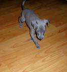Italian Greyhound - puppy, blue color, with pedigree - Italský chrtík (200) Italian Greyhound - puppy, blue color, with pedigree - Italský chrtík (200)