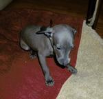 Italian Greyhound - puppy, blue color, with pedigree - Italský chrtík (200) Italian Greyhound - puppy, blue color, with pedigree - Italský chrtík (200)