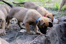 Puppies with Pedigree - Belgian Malinois Shepherd - Belgian Shepherd Dog (015)