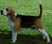 Beagle - stud dog for sale!
