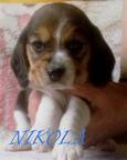 Beagle puppies for sale!