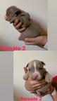 American bully pocket - American Bulldog