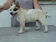 Puppies Australian cattle dog