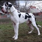 Very beautiful puppy - Great Dane (235)