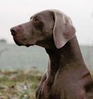 Weimaraner puppies - Weimaraner (099)