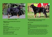 Puppies - Beauceron - Beauceron (044)