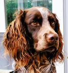 Picardy spaniel - Picardy Spaniel (108)