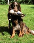 Picardy spaniel - Picardy Spaniel (108)