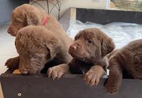 Chesapeake Bay Retriever - Chesapeake Bay retrívr (263)