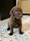 Chesapeake Bay Retriever - Chesapeake Bay retrívr (263)