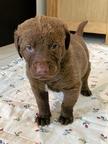 Chesapeake Bay Retriever - Chesapeake Bay retrívr (263)