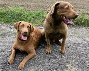 Chesapeake Bay Retriever - Chesapeake Bay retrívr (263)