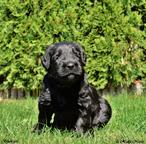 Briard puppies FCI - Briard (113)