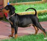 Puppie german pinscher! - German Pinscher (184)