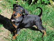 Puppie german pinscher! - German Pinscher (184)