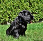 Briard puppies FCI - Briard (113)