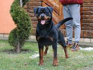 Rottweiler - Rotvajler (147)