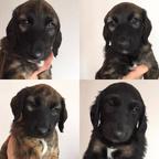 Puppies Afghan Hound (FCI) - Afghan Hound (228) Puppies Afghan Hound (FCI) - Afghan Hound (228)