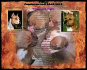 Show quality puppies for sale - American Staffordshire Terrier  - American Staffordshire Terrier (286)