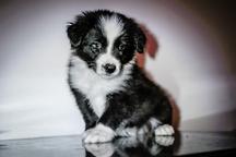 Border collie - Border Collie (297)