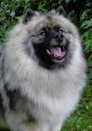 Keeshond excellente puppies for sale (pedigree FCI) - German Spitz (097)