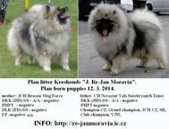 Keeshond excellente puppies for sale (pedigree FCI) - German Spitz (097)