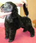 Poodle dwarf silver -puppy male