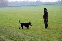 sale puppies Curly Coated Retriever  - Curly Coated Retriever (110)