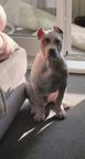 American bully xl - American Staffordshire Terrier (286)